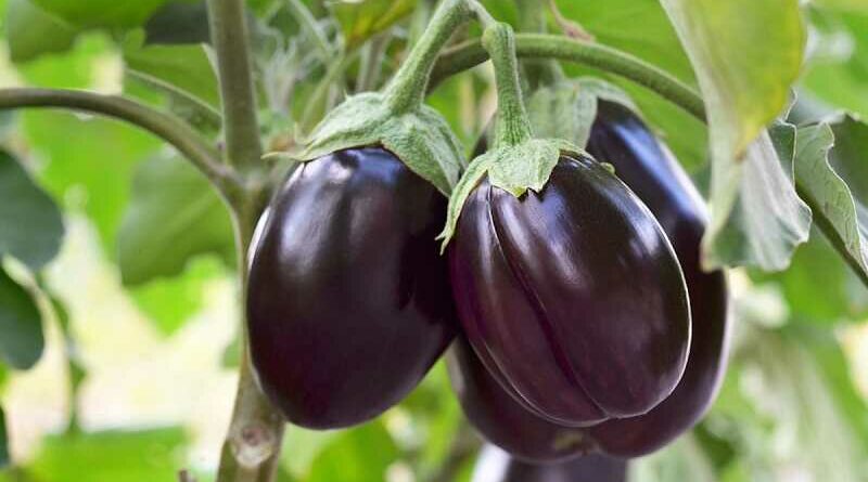 padlizsán (Solanum melongena)