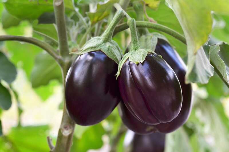 padlizsán (Solanum melongena)