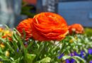 Ázsiai boglárka (Ranunculus Asiaticus)