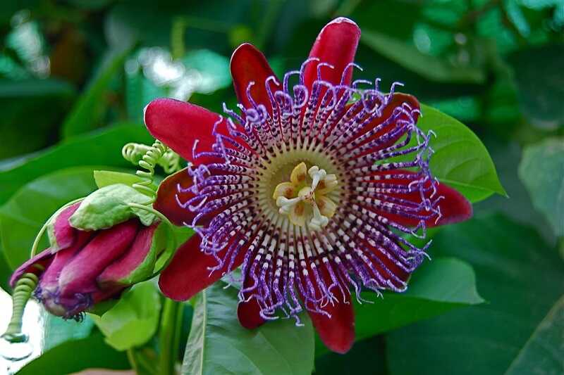 Óriás passiógyümölcs (Passiflora quadrangularis)