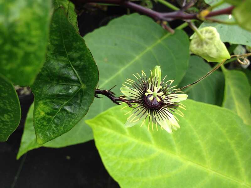 Passiflora coriacea