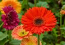 Gerbera gondozása kertben, cserépben
