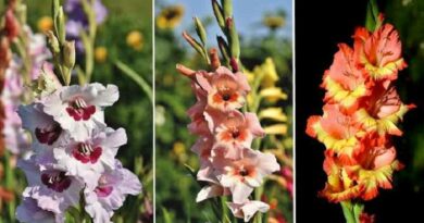 Kardvirág (Gladiolus)