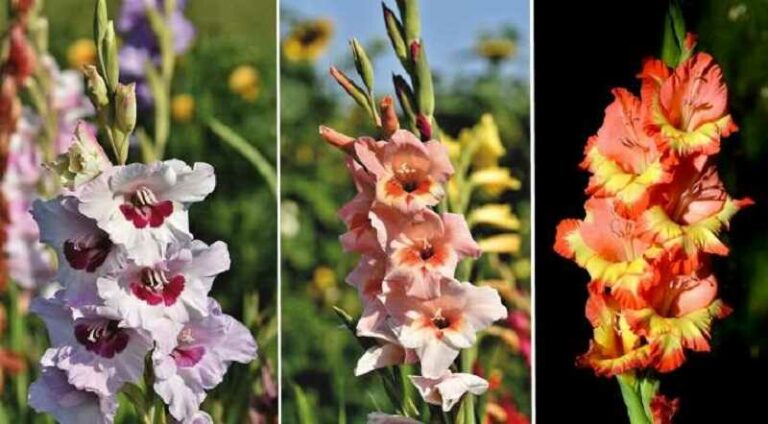 Kardvirág (Gladiolus)