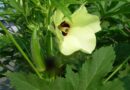 Okra (Abelmoschus esculentus) növény, a házikertek ritkasága