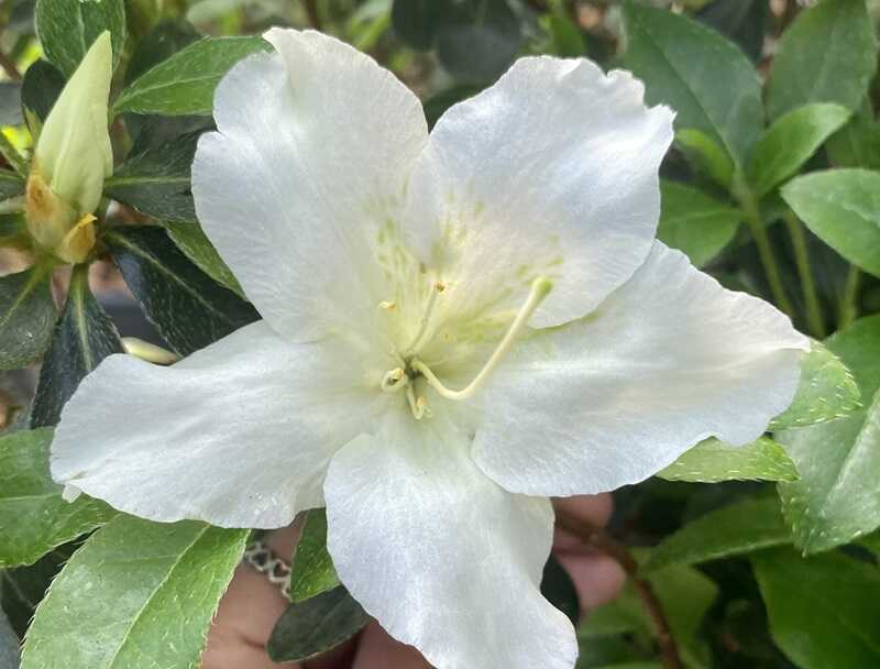 Japán azálea - azalea japonica