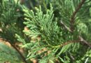 Leylandi ciprus (Cupressocyparis leylandii)