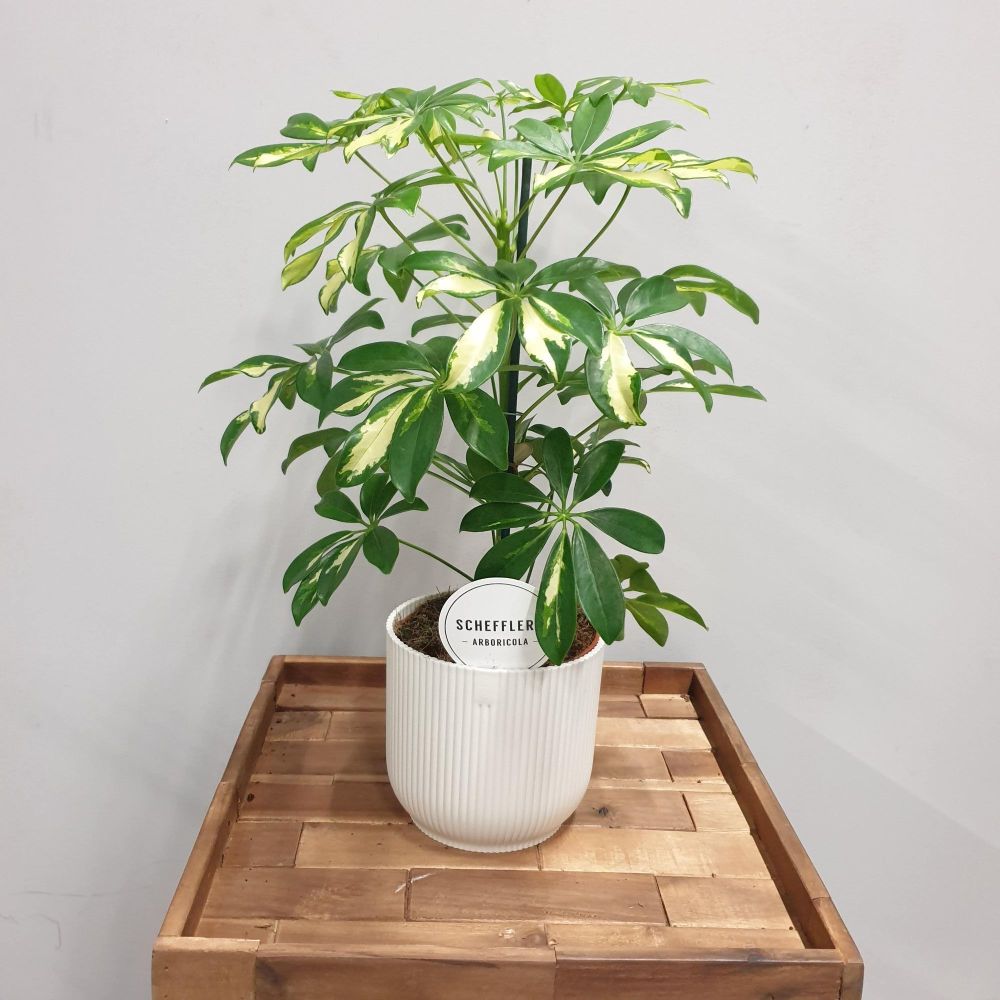 schefflera