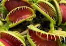 Vénusz légycsapója (Dionaea muscipula)