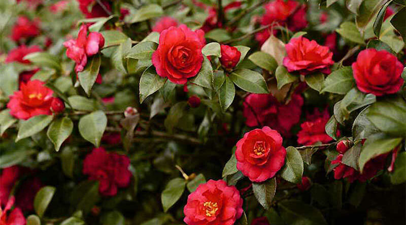 Kamélia (Camellia japonica)