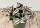 Zebrapletyka (Tradescantia zebrina) gondozása