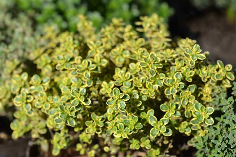 citromillatú kakukkfű (Thymus x citriodorus)