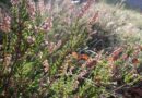 Csarab (Calluna vulgaris) virág gondozása, szaporítása