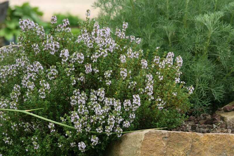 kakukkfű (Thymus Vulgaris)