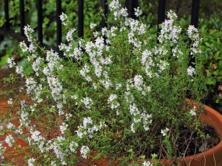 kerti kakukkfű (Thymus vulgaris)