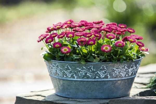 százszorszép (bellis perennis)