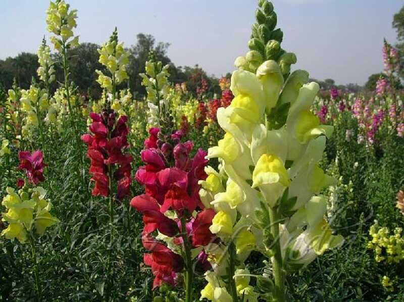 Tátika (Antirrhinum majus)