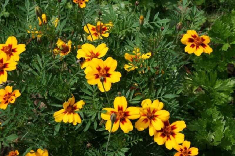 Alacsony büdöske (Tagetes patula)