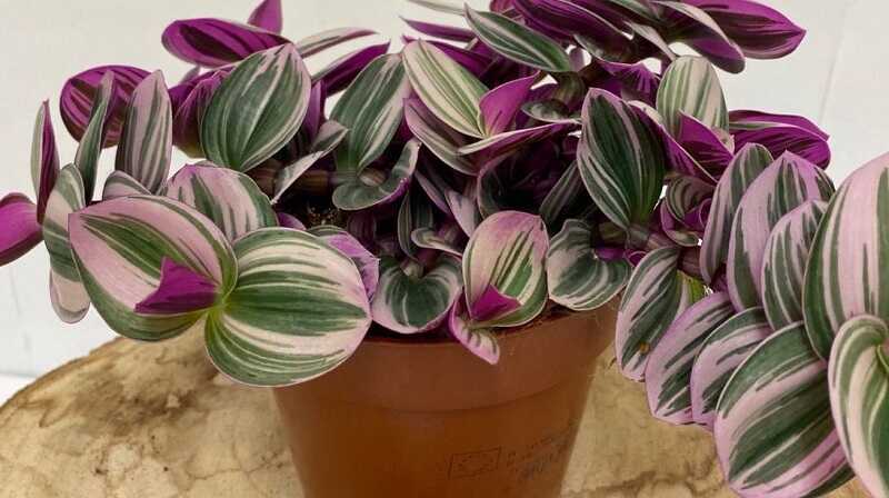 Fehér pletyka (Tradescantia albiflora 'Nanouk')