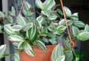 Pletyka (Tradescantia) gondozása