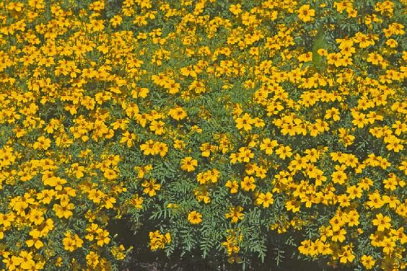 Törpe büdöske (Tagetes tenuifolia) 'Gnom'