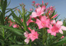 Leander (Nerium oleander)
