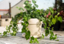 Borostyán (Hedera helix) igényei, gondozása