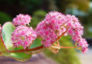 Októberi varjúháj, októberke (Sedum sieboldii)