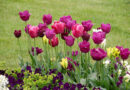 Tulipán (Tulipa) hajtatása, gondozása