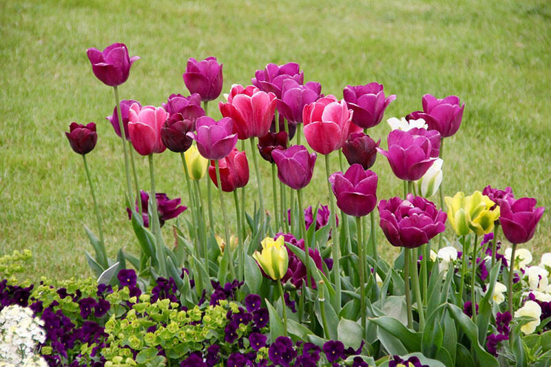 Tulipán (Tulipa) hagyma ültetése, gondozása Útmutató