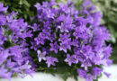 Harangvirág (Campanula) fajtái és gondozásuk