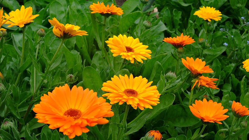 Orvosi körömvirág (Calendula officinalis)
