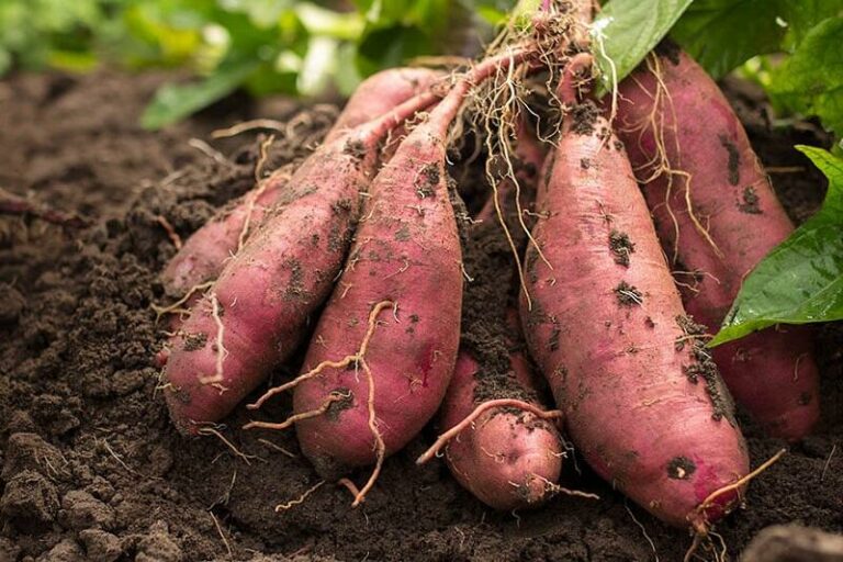 desburgonya Ipomoea Batatas Bat ta Termeszt se Szapor t sa