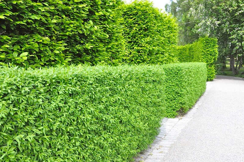 Fagyal (Ligustrum) sövény ültetése, gondozása