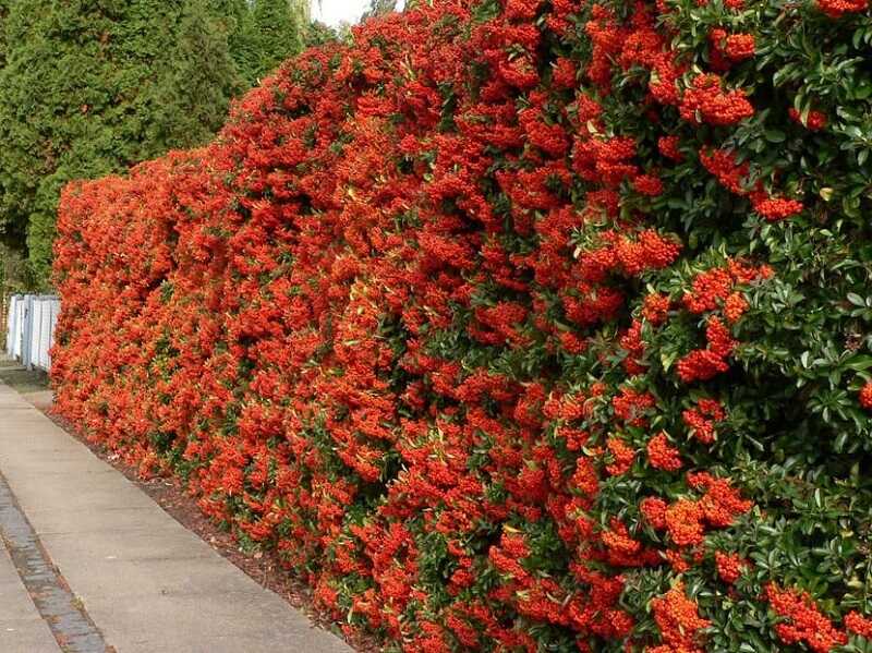 Közönséges tűztövis (Pyracantha coccinea)