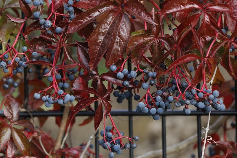 Vadszőlő (Parthenocissus) ültetése, gondozása