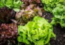 Kerti saláta termesztése, fajtái
