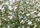 Buglyos fátyolvirág (Gypsophila paniculata), rezgővirág