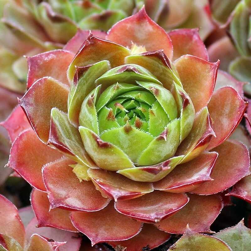 Fali kövirózsa (Sempervivum tectorum)