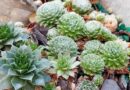 Kövirózsa (Sempervivum) fajták gondozása, ültetése