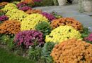 Krizantém (Chrysanthemum)
