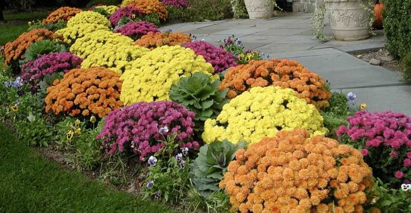 Krizantém, őszbúcsúztató, színpompás virágok