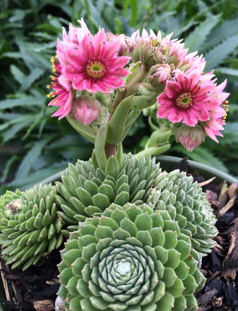 pókhálós kövirózsa (Sempervivum arachnoideum)