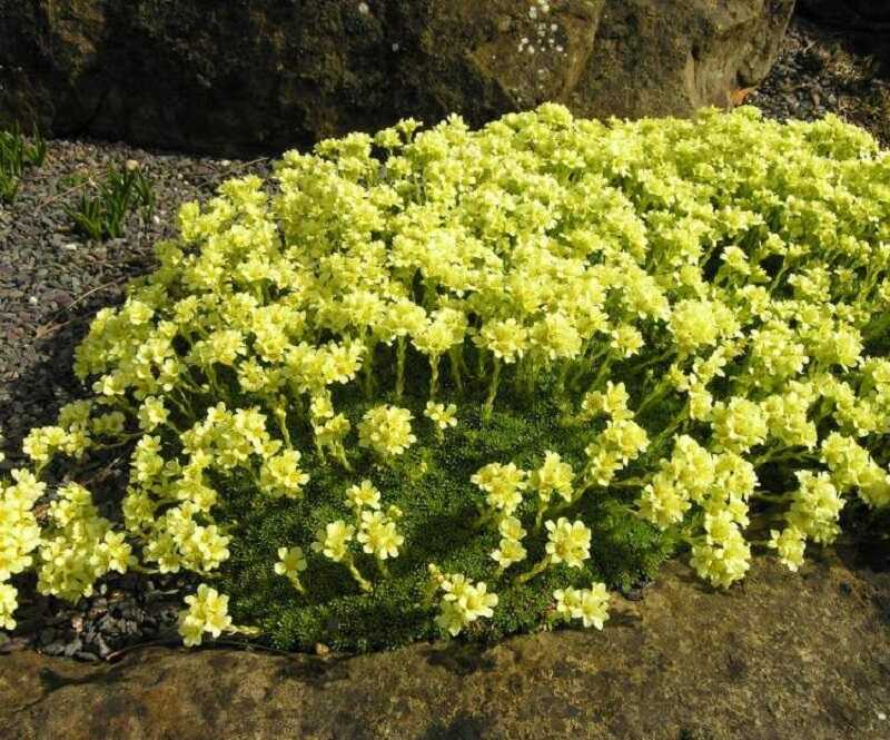 merevlevelű kőtörőfű (Saxifraga x apiculata)