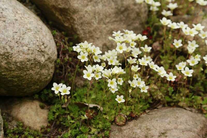 mohalevelű kőtörőfű (Saxifraga x arendsii)