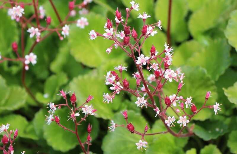 porcelán kőtörőfű (Saxifraga x urbium)