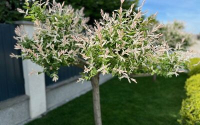 japán fűz (Salix integra)