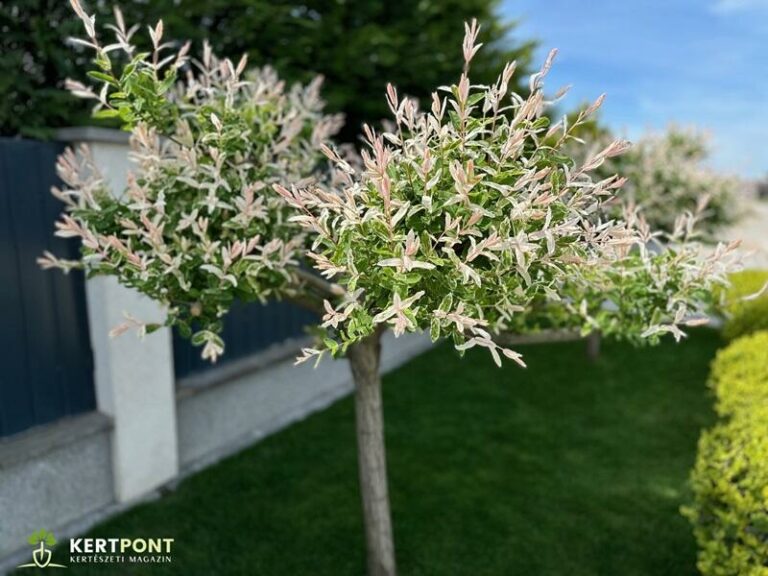 japán fűz (Salix integra)