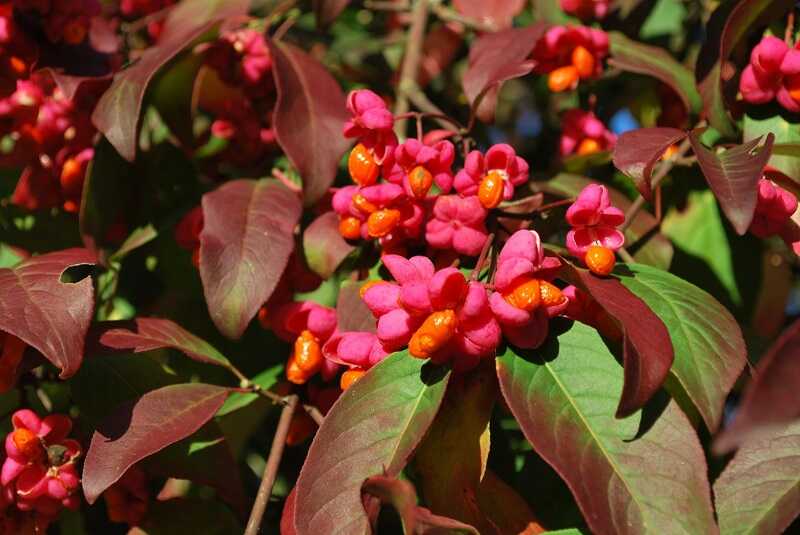 közönséges kecskerágó (euonymus europaeus)