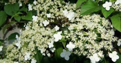 kúszó hortenzia (Hydrangea anomala subsp. petiolaris)